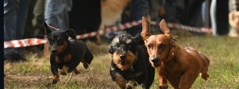Koblenzer "Döner-Dackel" startet beim einzigen Dackel-Rennen in Rheinland-Pfalz