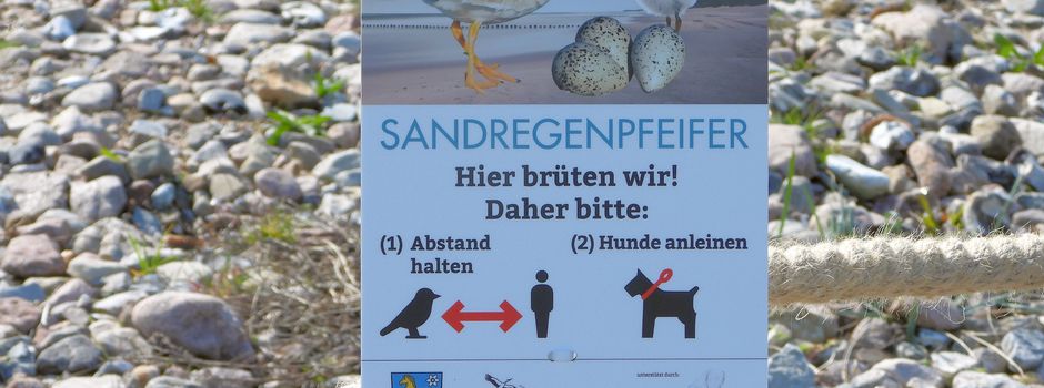 Schutz des Sandregenpfeifers in Zierow
