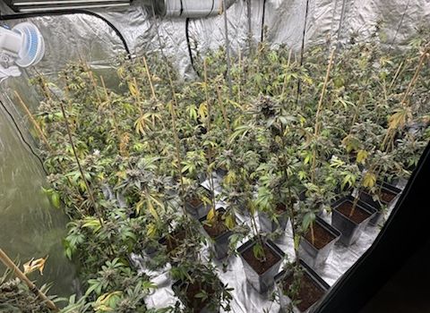 In Munster illegal Cannabis angebaut