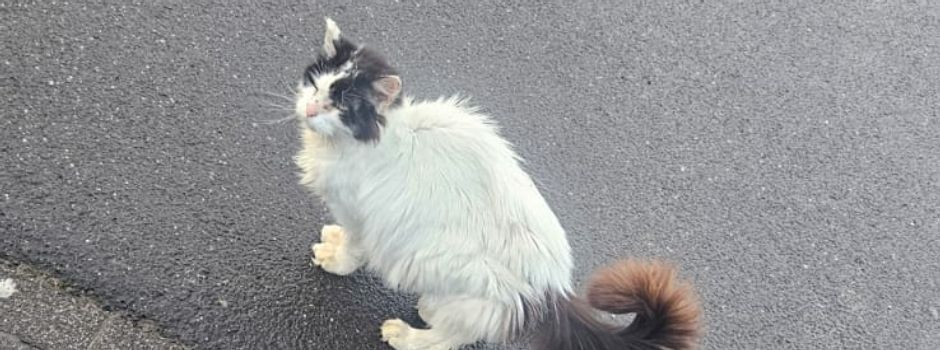 Kater gefunden
