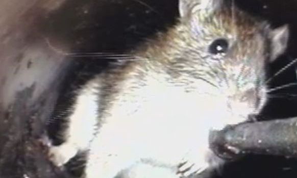 Ratten in Herzebrock-Clarholz: Nahrungsmittel und Tierfutter richtig entsorgen