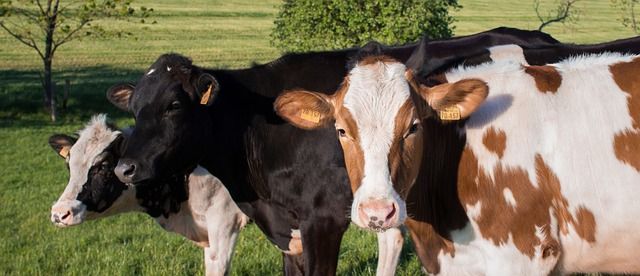 Fleisch aus Weideschlachtung? Das müsst ihr darüber wissen