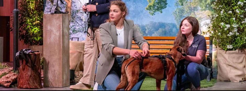 Westerwälder bei TV-Show "Höhle der Löwen": Revolutionäres Produkt für Hundebesitzer?
