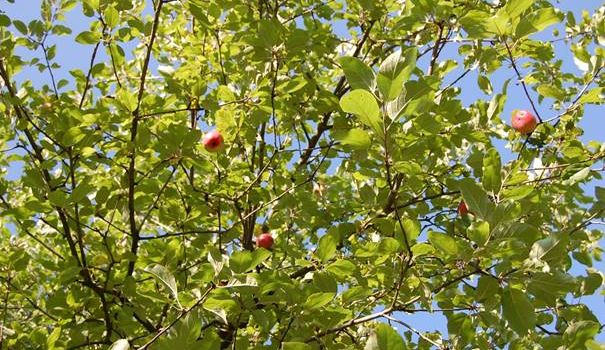 Äpfel, Birnen und Pflaumen in Herzebrock-Clarholz: Obst von gemeindeeigenen Bäumen an den Straßen darf gepflückt werden
