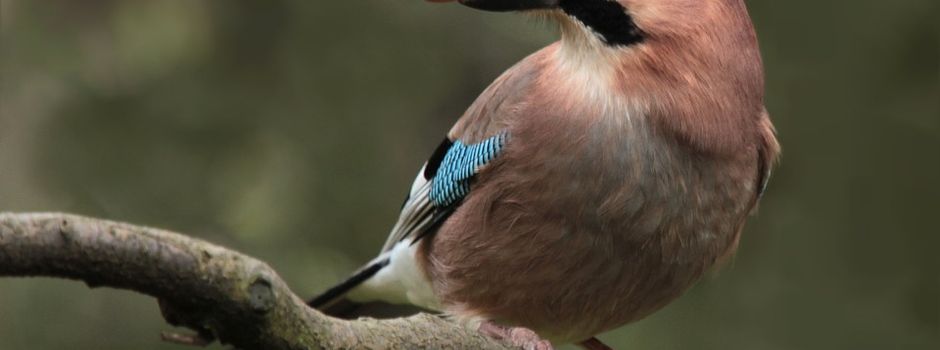 Für‘n schühnen Unnern