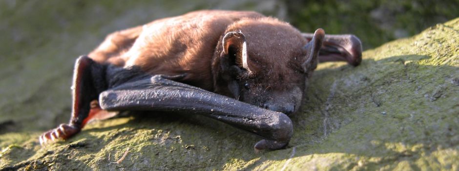 Mit Bat-Detektoren im Wald auf der Pirsch