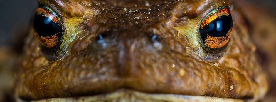 Straßensperrungen wegen Amphibienwanderungen