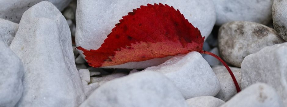 Ist ein grauer Garten wirklich sinnvoll?