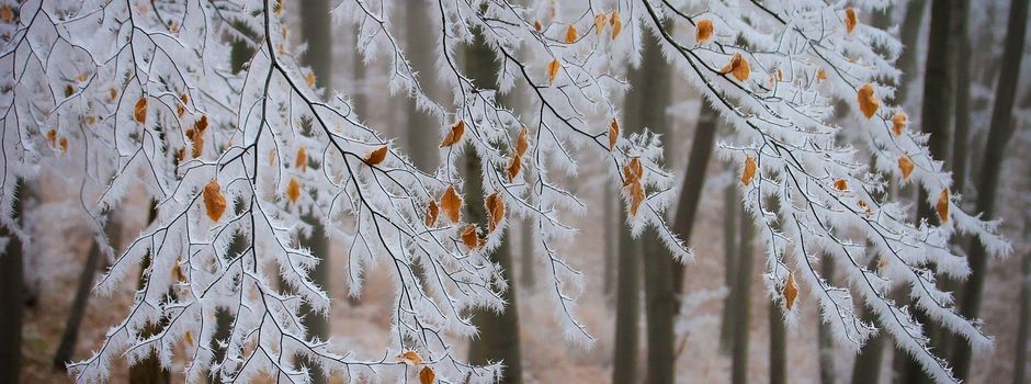 Frostwächter auf dem Friedhof