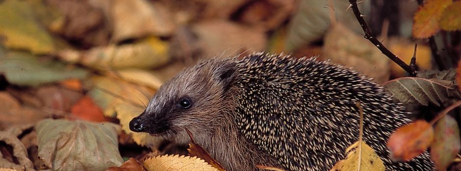 Der Igel: Beliebt und doch gefährdet