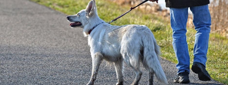 Polizei warnt: Gefährliche Hundeköder mit Glasscherben in Bendorf ausgelegt