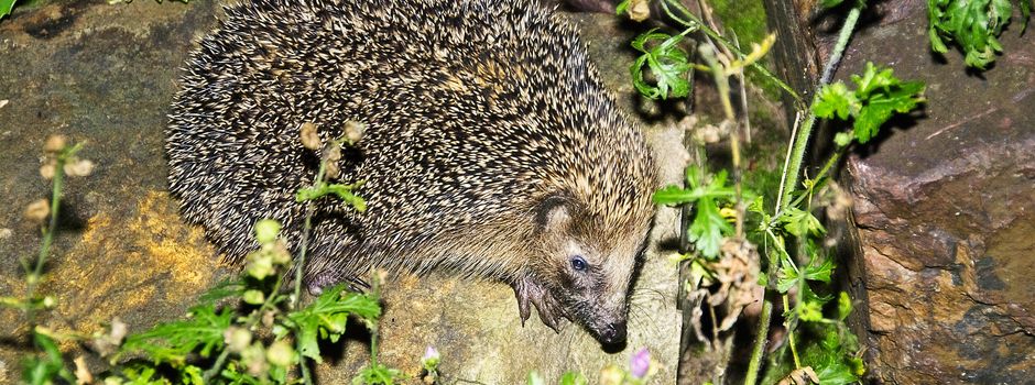 Mähroboter: Schutz für Igel in Waldems