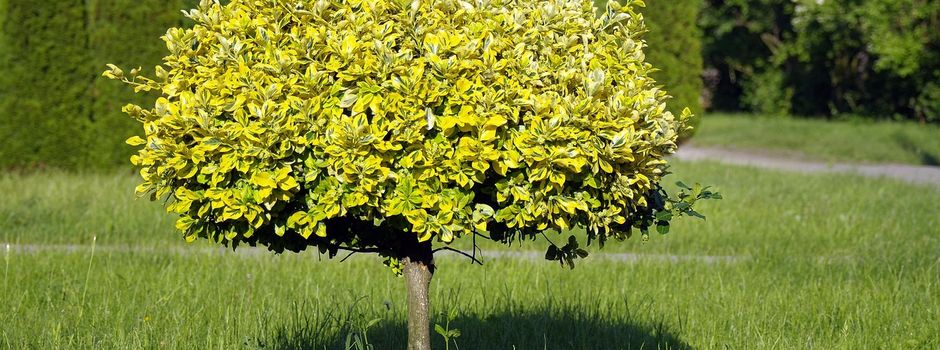 Baumpflanzchallenge 2025 - die Gemeinde Zeitlarn ist dabei!