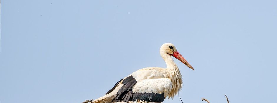 Adebar ist wieder da! 