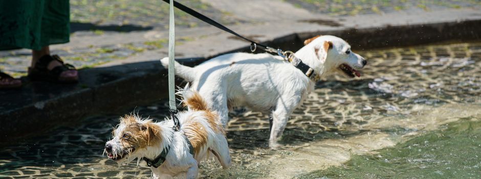 Hunde ohne Leine in Mainzer Parks: So geht die Stadt vor