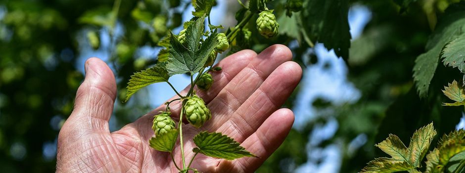 A C H T U N G, aufgrund der Wetterprognose findet das Hopfenzupfen erst am Samstag, 6. September 14.00 Uhr statt!