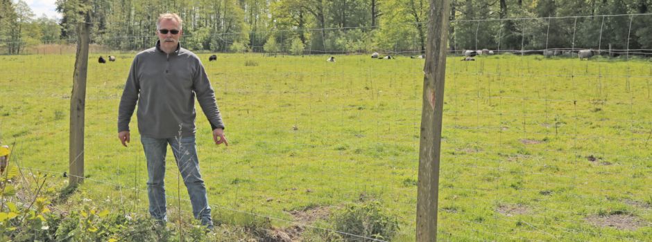 Trotz Wolfszaun: Lämmer totgebissen