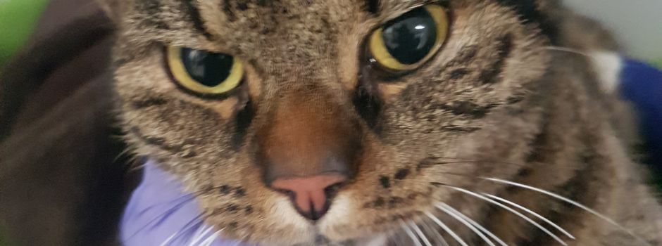 Fundkatze in Dannenfels