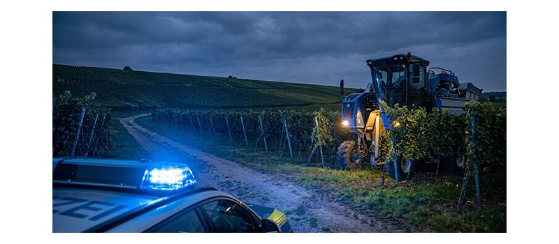 Dreister Traubenklau: Unbekannte ernten Dienheimer Weinberg mit Vollernter ab