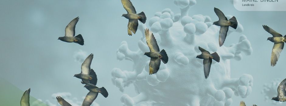 Vogelgrippe in der Region bestätigt.