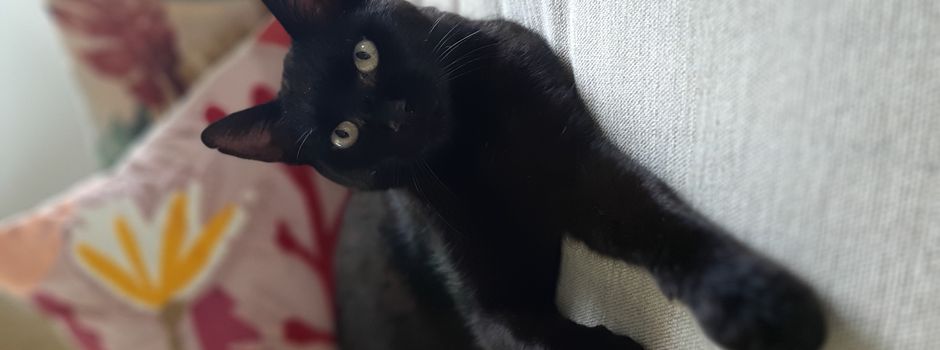 Kater Neo ist wieder da