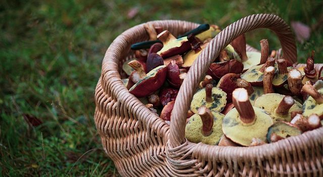 Pilze sammeln und bestimmen: Tipps von Augsburger Pilzexperten