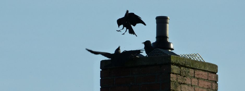 Ab Februar Schornstein auf Dohlennester überprüfen