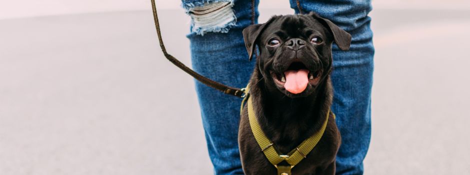 Bellende Hunde und aufdringliche Männer: Die lustigsten Jodel