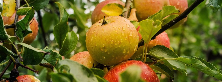 Die mobile Saftpresse ist am 26.09.2025 in Marzhausen