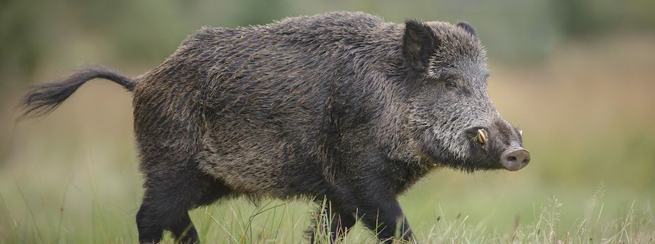 Wildschweine laufen vor Kleinwagen – Fahrer leicht verletzt