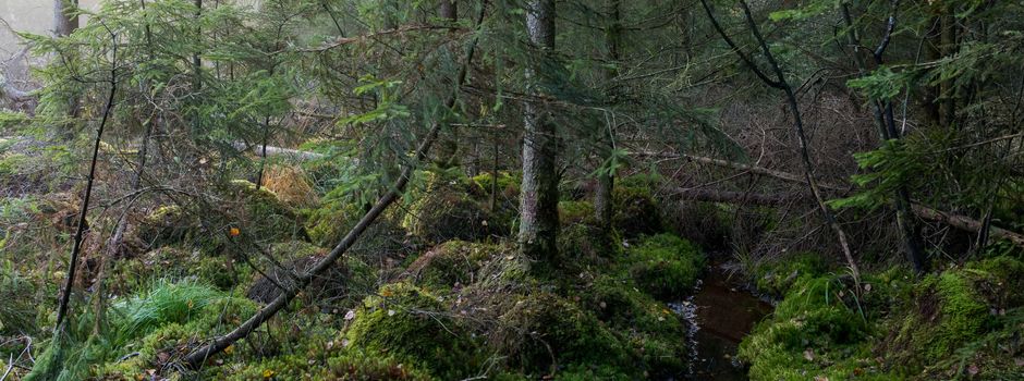  Moorrenaturierung im Wald bei Hatzbach