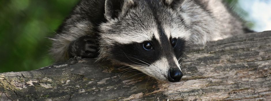 Waschbär in Haus und Hof! Wie ist die Rechtslage?