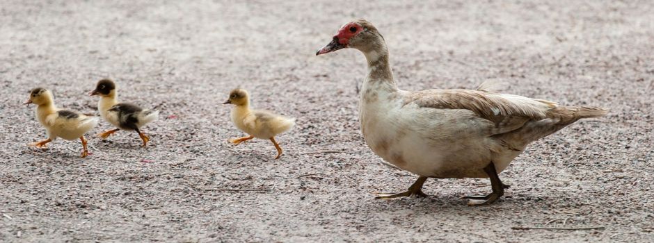Entenfamilie überquert Autobahn – Unfall bei Gensingen