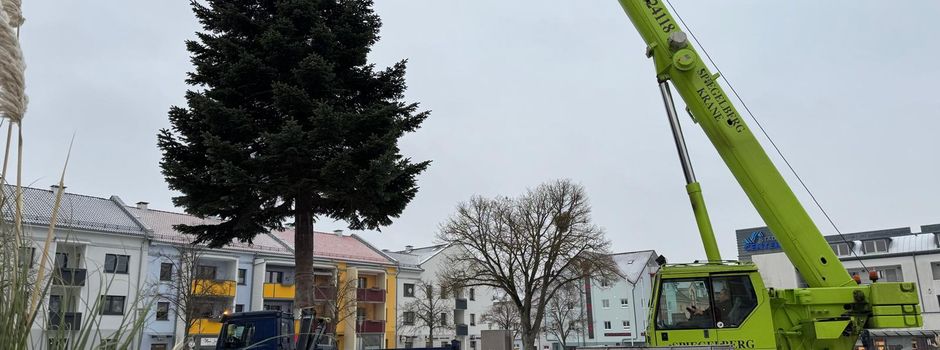 Friedland stellt seinen Weihnachtsbaum