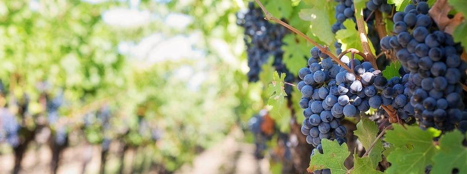 Weinbergshut 2026 steht kurz bevor