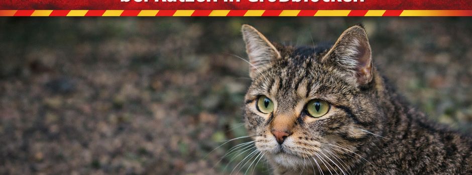 Verdachtsfälle von Katzenvergiftungen