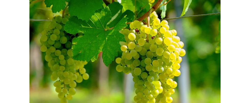 Letzter Feierabend-Schoppen vor der Weinlese