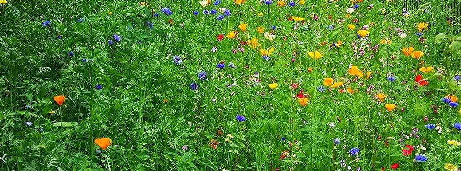 Ein Paradies für Hummeln, Wildbienen und Co