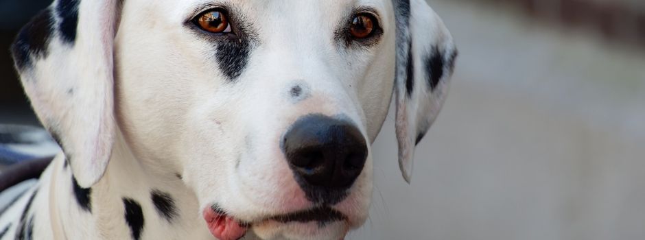 Hund fällt Radfahrer in Amöneburg an