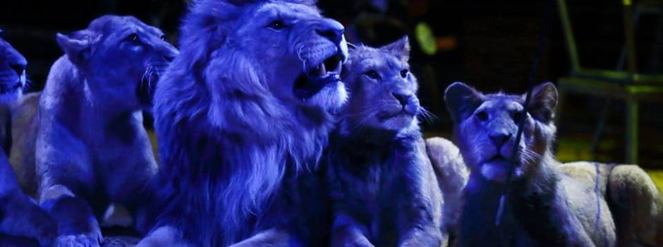 Löwenshow verboten: Wiesbadener „Weihnachtscircus“ meldet sich zu Wort