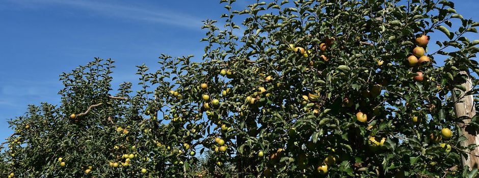 Förderprogramm Streuobst-Baumschnittförderung 2026/2027 und 2027/2028