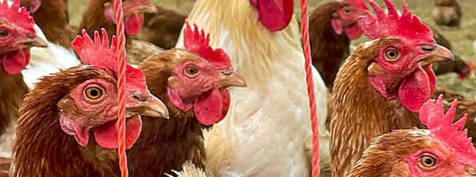 Aufhebung der Stallpflicht !