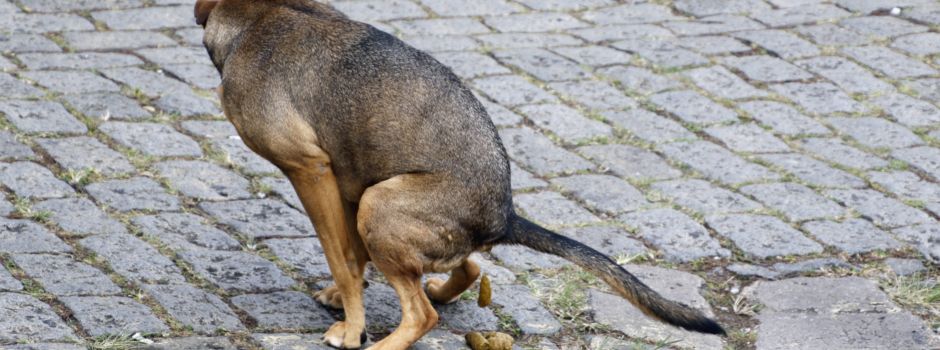 Beschwerden über Verunreinigungen durch Hundekot auf öffentlichen Flächen in Niederkassel