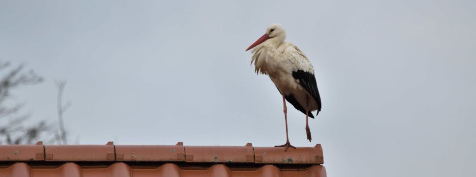 Storch fand Schlafplatz in der Poststraße