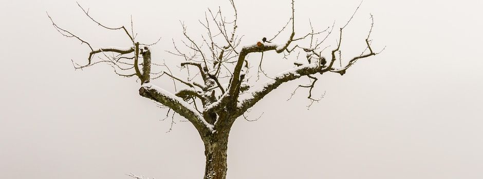 Baumschnitt-Kurs „Obstbaumpflege“