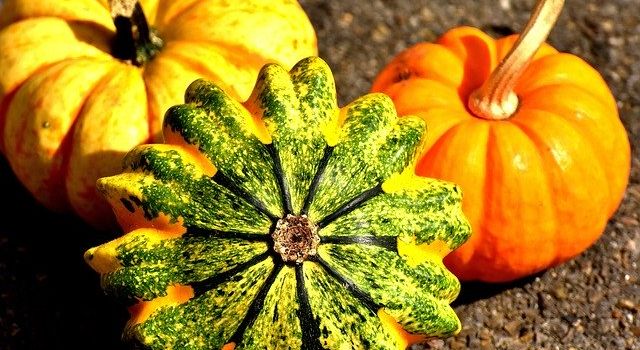 Kürbiszeit: Leckere Rezepte für Kürbisse aus der Augsburger Region
