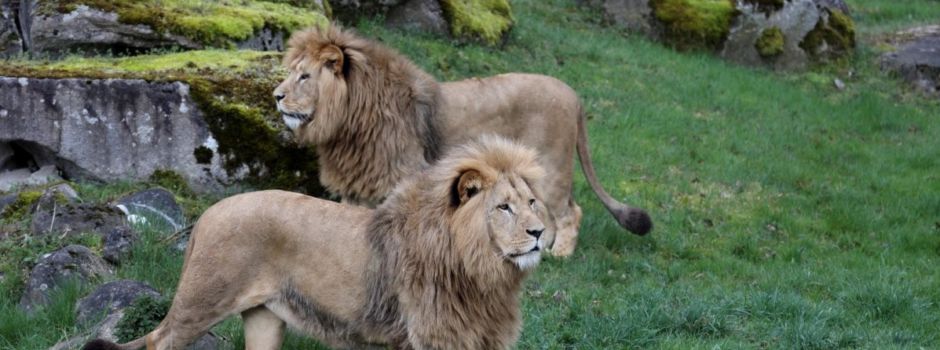 Bären, Löwen und Wildpferde: Diese Neuheiten gibt es im Zoo Augsburg im April 2024