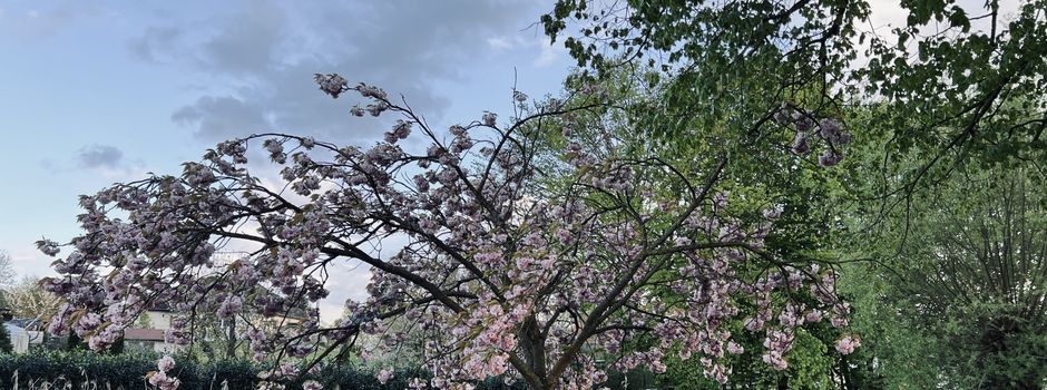 Tag des Baumes am 25.April