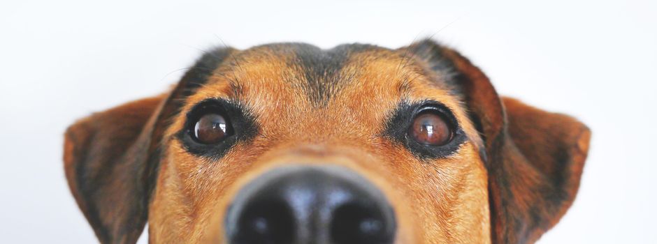 Anmeldung von Hunden
