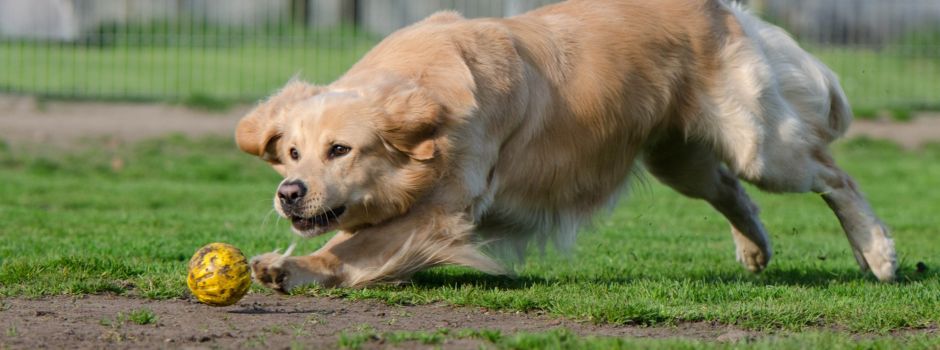 Warum viele Hundehalter in Wiesbaden bald keine Steuer mehr zahlen müssen